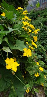 팜모닝 고추·일상 게시글 이미지