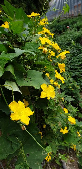 청림구관효님의 고추 · 일상 작성글 사진