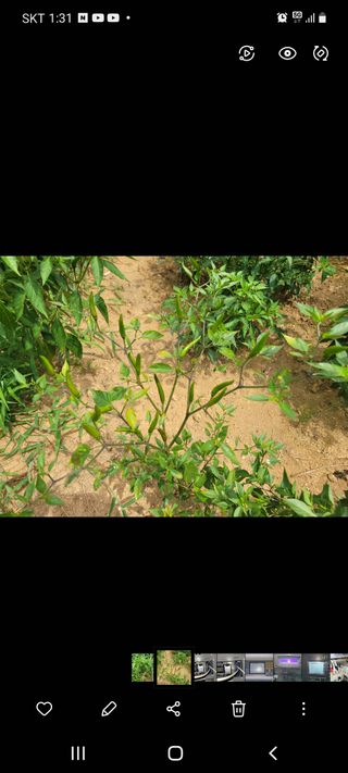 숭구리님의 고추 · 병해충상담 작성글 사진