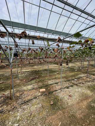 마늘21864님의 포도 · 병해충상담 작성글 사진