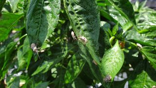 Hheo님의 고추 · 병해충상담 작성글 사진