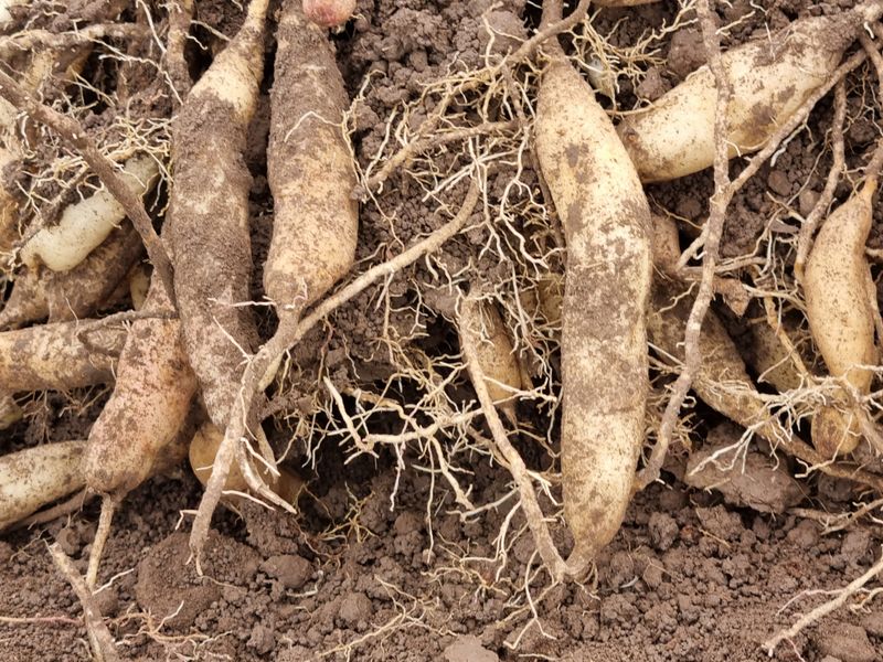 이창신님의 장터 판매 상품 [천문동생물 25000원/1kg] 첨부 사진