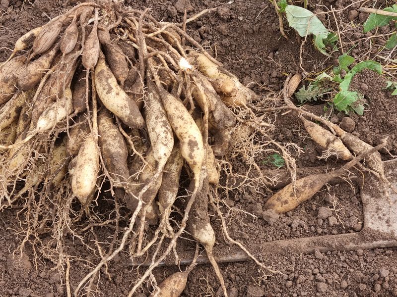 장터 상품 [천문동생물 25000원/1kg] 썸네일