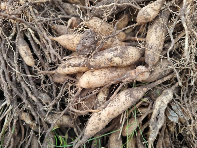 이창신님의 장터 판매 상품 [천문동생물 25000원/1kg] 첨부 사진