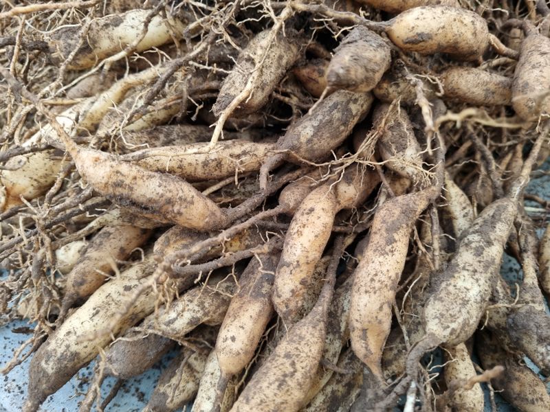 이창신님의 장터 판매 상품 [천문동생물 25000원/1kg] 첨부 사진