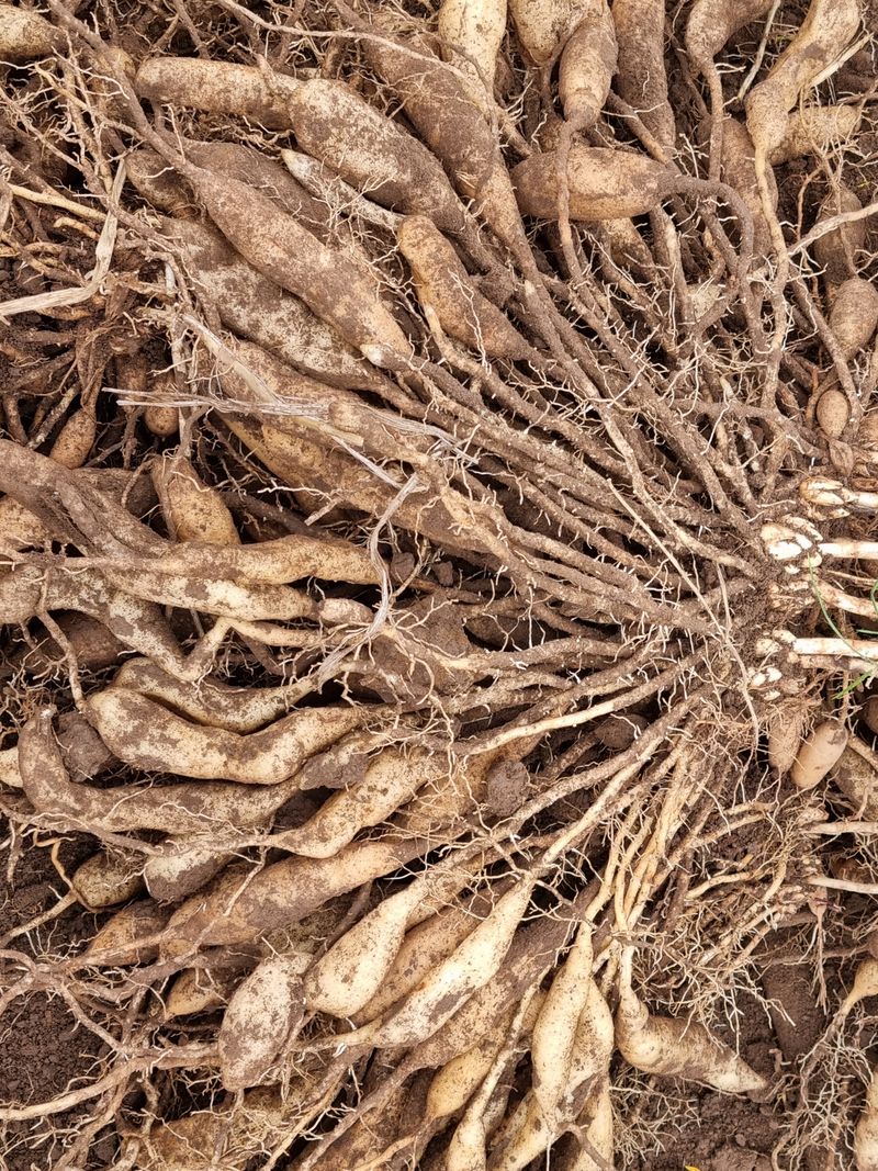 이창신님의 장터 판매 상품 [천문동생물 25000원/1kg] 첨부 사진