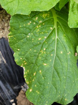 mjswjh님의 배추 · 병해충상담 작성글 사진