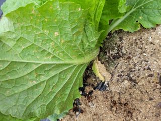 mjswjh님의 배추 · 병해충상담 작성글 사진