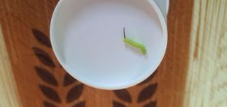 ♡ 예린농원 농장님의 포도 · 병해충상담 작성글 사진