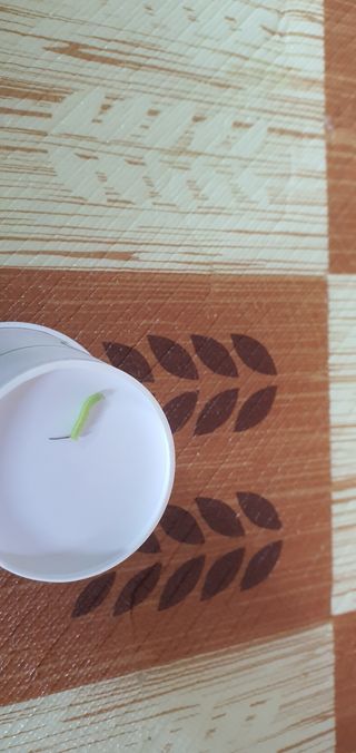 ♡ 예린농원 농장님의 포도 · 병해충상담 작성글 사진