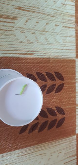 ♡ 예린농원 농장님의 포도 · 병해충상담 작성글 사진