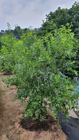 팜모닝 기타작물·병해충상담 게시글 이미지