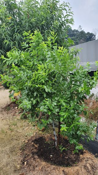 김관식님의 기타작물 · 병해충상담 작성글 사진