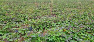 류승원님의 고구마 · 시세•판로 작성글 사진