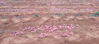 류승원님의 고구마 · 시세•판로 작성글 사진