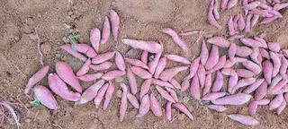 류승원님의 고구마 · 시세•판로 작성글 사진