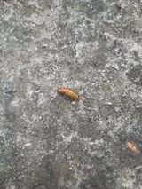 팜모닝 기타작물·병해충상담 게시글 이미지