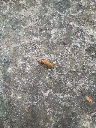 노환님의 기타작물 · 병해충상담 작성글 사진