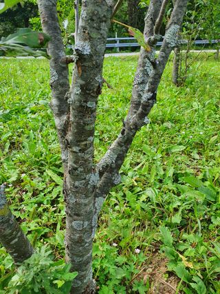 곰배령에 살자님의 사과 · 병해충상담 작성글 사진