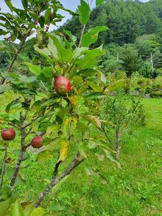 곰배령에 살자님의 사과 · 병해충상담 작성글 사진