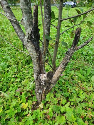 곰배령에 살자님의 사과 · 병해충상담 작성글 사진