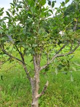 팜모닝 사과·병해충상담 게시글 이미지