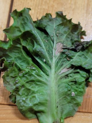 조은사람2님의 상추 · 병해충상담 작성글 사진