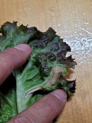 조은사람2님의 상추 · 병해충상담 작성글 사진