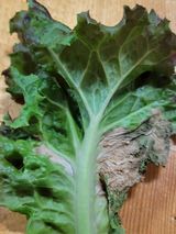 팜모닝 상추·병해충상담 게시글 이미지