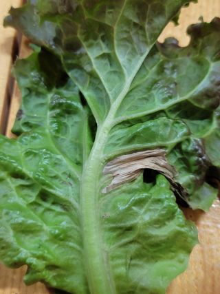 조은사람2님의 상추 · 병해충상담 작성글 사진