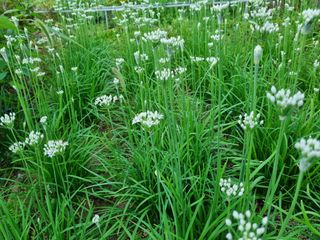 박상석님의 팜모닝 · 출석 작성글 사진