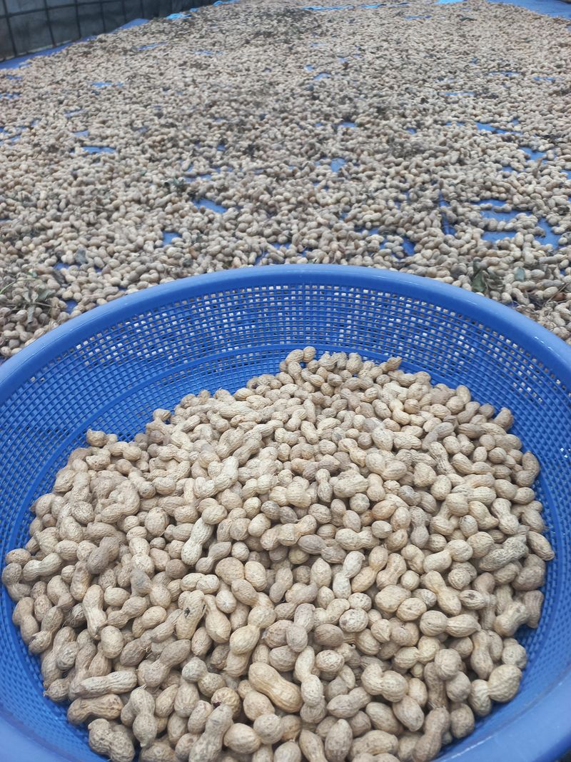 장터 상품 [햇피땅콩 3000원] 썸네일