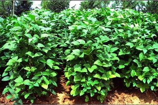 팜모닝님의 콩 · 농사길잡이 작성글 사진