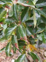 팜모닝 감·병해충상담 게시글 이미지