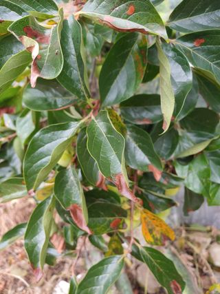 사과20506님의 감 · 병해충상담 작성글 사진