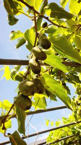 팜모닝 오이·자유게시판 게시글 이미지