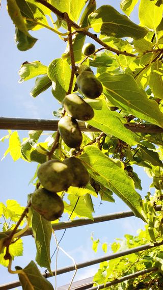 JIN님의 오이 · 자유게시판 작성글 사진