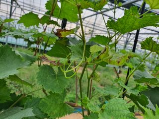 쥬얼머스캣님의 두릅 · 병해충상담 작성글 사진