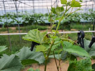 쥬얼머스캣님의 두릅 · 병해충상담 작성글 사진