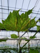 팜모닝 두릅·병해충상담 게시글 이미지