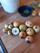 팜모닝 자두·병해충상담 게시글 이미지