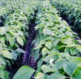 팜모닝 토마토·일상 게시글 이미지