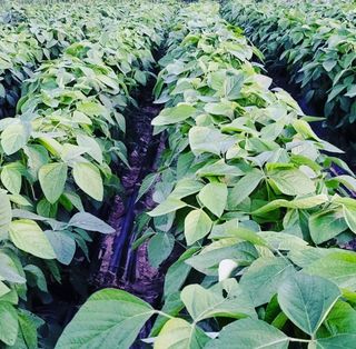 심기섭님의 토마토 · 일상 작성글 사진