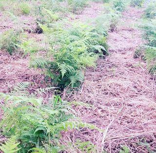 심기섭님의 토마토 · 일상 작성글 사진