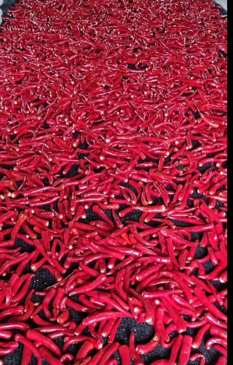 장터 상품 [햇 고춧가루 한근(600g): 14,000원.] 썸네일