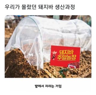 홍키통키님의 배추 · 일상 작성글 사진