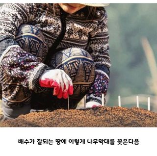 홍키통키님의 배추 · 일상 작성글 사진