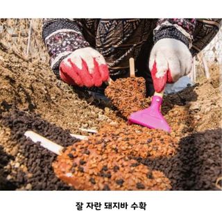 홍키통키님의 배추 · 일상 작성글 사진