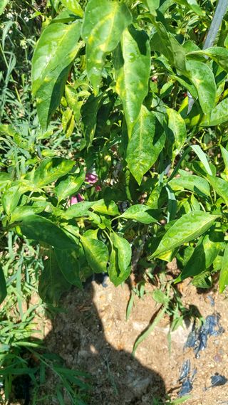 금호타이어강이태님의 고추 · 병해충상담 작성글 사진