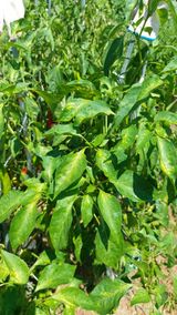 팜모닝 고추·병해충상담 게시글 이미지